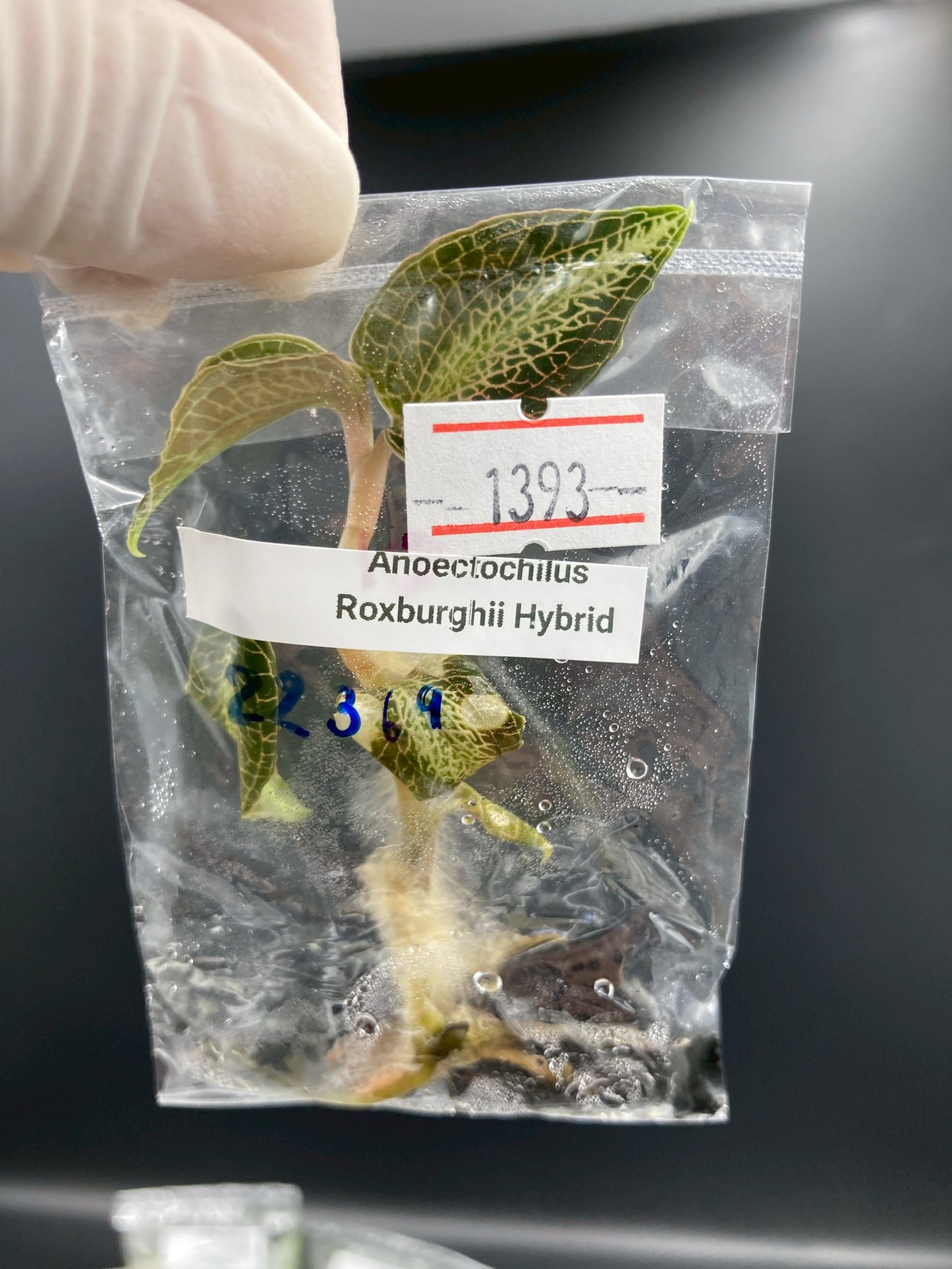 Jewel Orchid Anoectochilus Roxbrghii Hybrid Tissue Culture Plants 1 PC