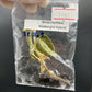 Jewel Orchid Anoectochilus Roxbrghii Hybrid Tissue Culture Plants 1 PC
