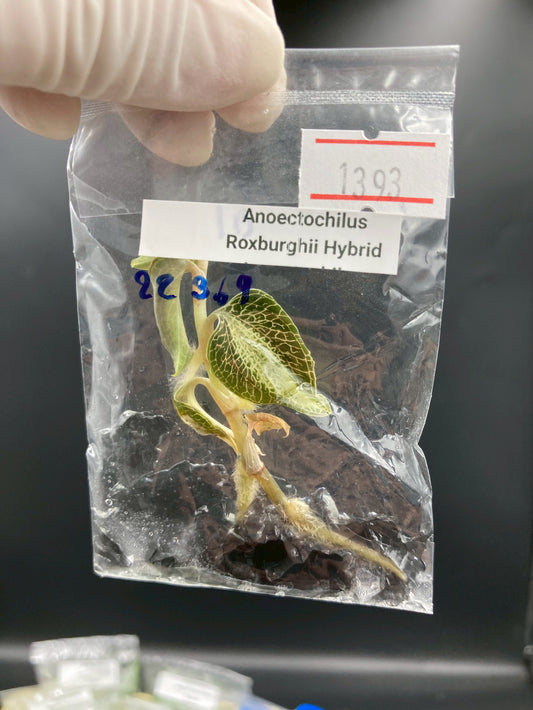 Jewel Orchid Anoectochilus Roxbrghii Hybrid Tissue Culture Plants 1 PC