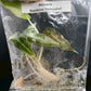 Alocasia Bambino Variegated Tissue Culture Plant 1 PCS.