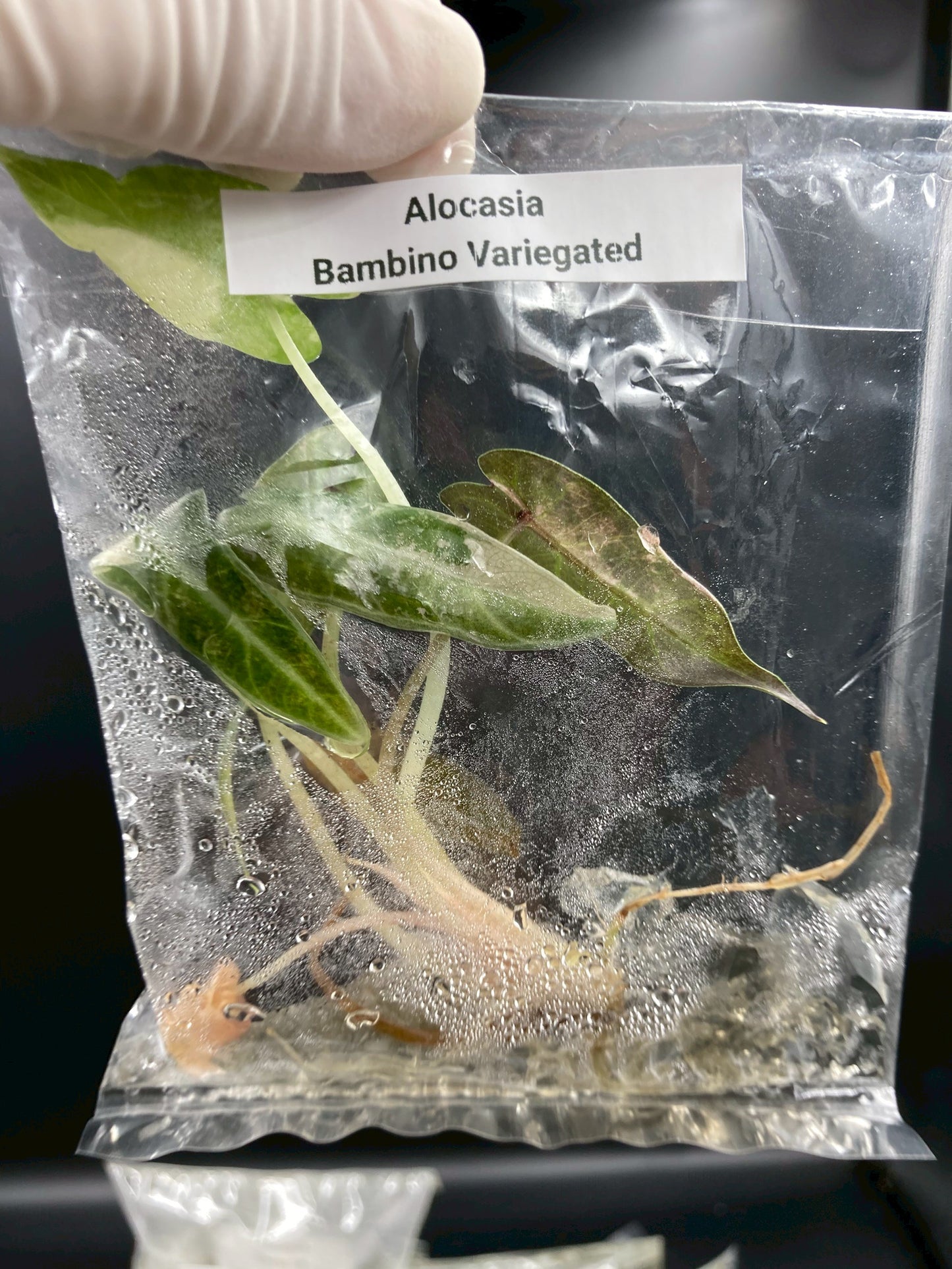Alocasia Bambino Variegated Tissue Culture Plant 1 PCS.