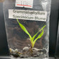 Grammatophyllum Speciosum Blume Tissue Culture Plant 1 PCS. Orchid
