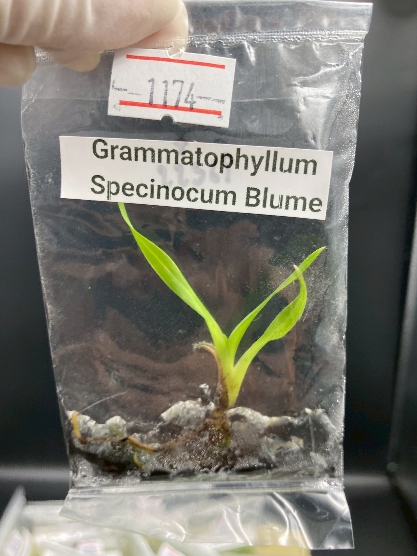 Grammatophyllum Speciosum Blume Tissue Culture Plant 1 PCS. Orchid