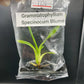 Grammatophyllum Speciosum Blume Tissue Culture Plant 1 PCS. Orchid