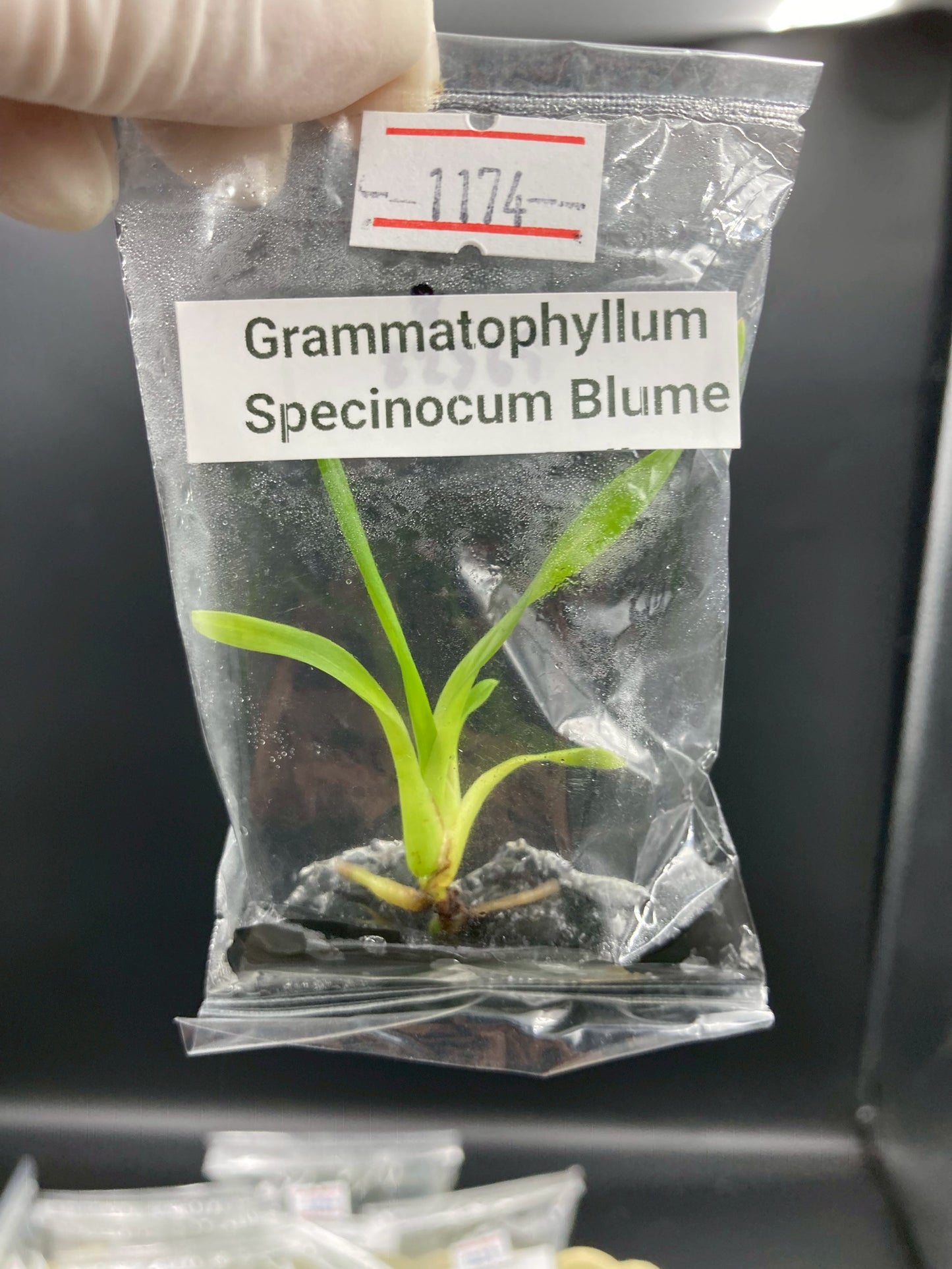 Grammatophyllum Speciosum Blume Tissue Culture Plant 1 PCS. Orchid