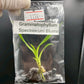 Grammatophyllum Speciosum Blume Tissue Culture Plant 1 PCS. Orchid