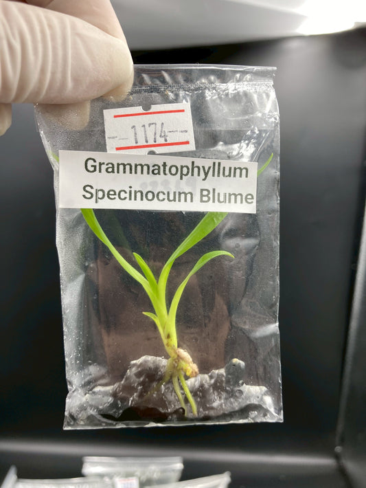 Grammatophyllum Speciosum Blume Tissue Culture Plant 1 PCS. Orchid