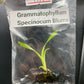 Grammatophyllum Speciosum Blume Tissue Culture Plant 1 PCS. Orchid