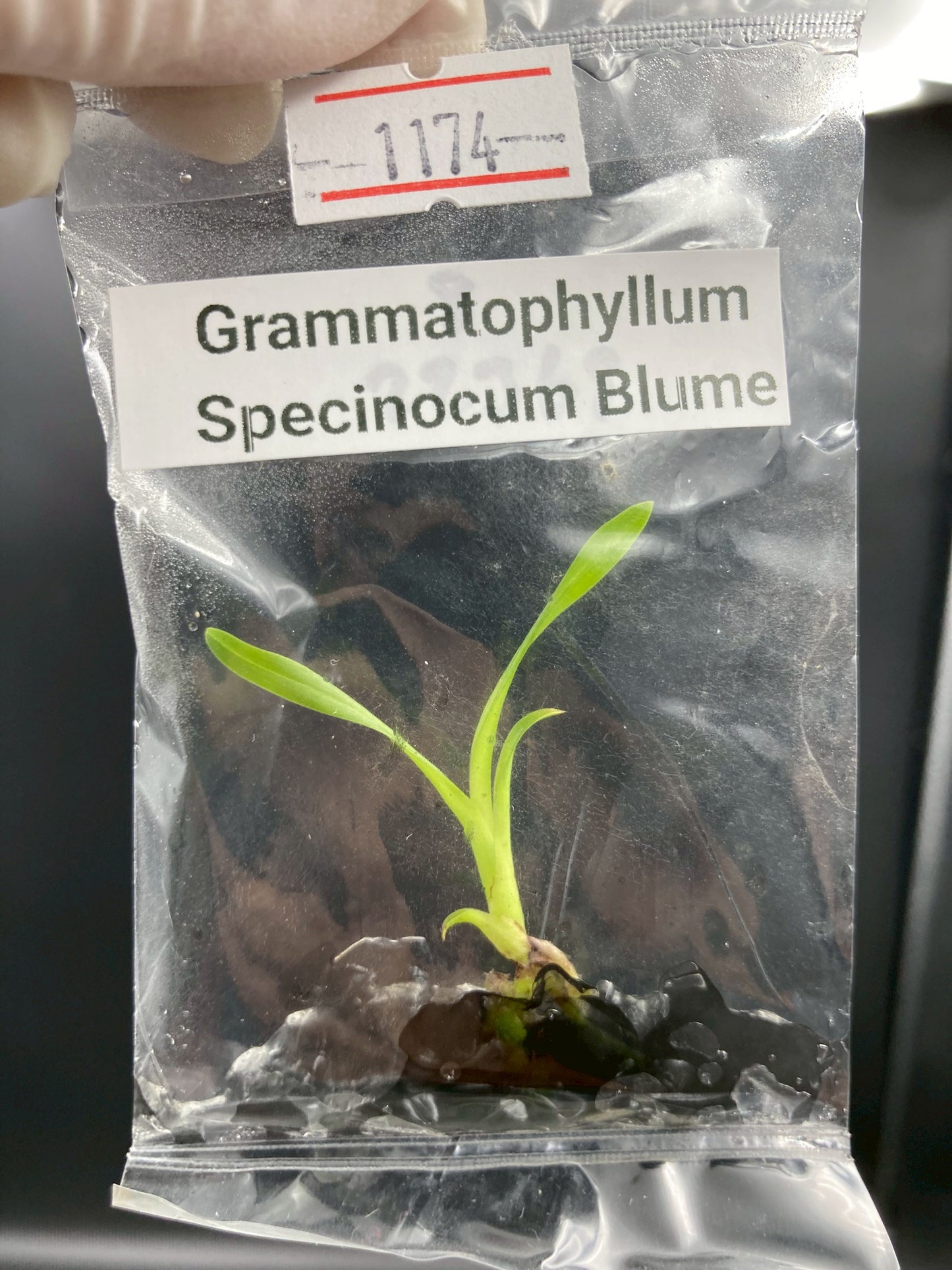 Grammatophyllum Speciosum Blume Tissue Culture Plant 1 PCS. Orchid