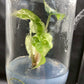 Alocasia Pink Dragon Variegated Tissue Culture Plant 1 PCS.