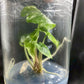 Alocasia Pink Dragon Variegated Tissue Culture Plant 1 PCS.
