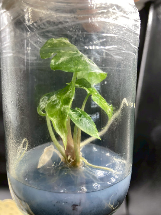 Alocasia Pink Dragon Variegated Tissue Culture Plant 1 PCS.