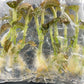 Jewel Orchid Anoectochilus Albolineatus Tissue Culture Plants