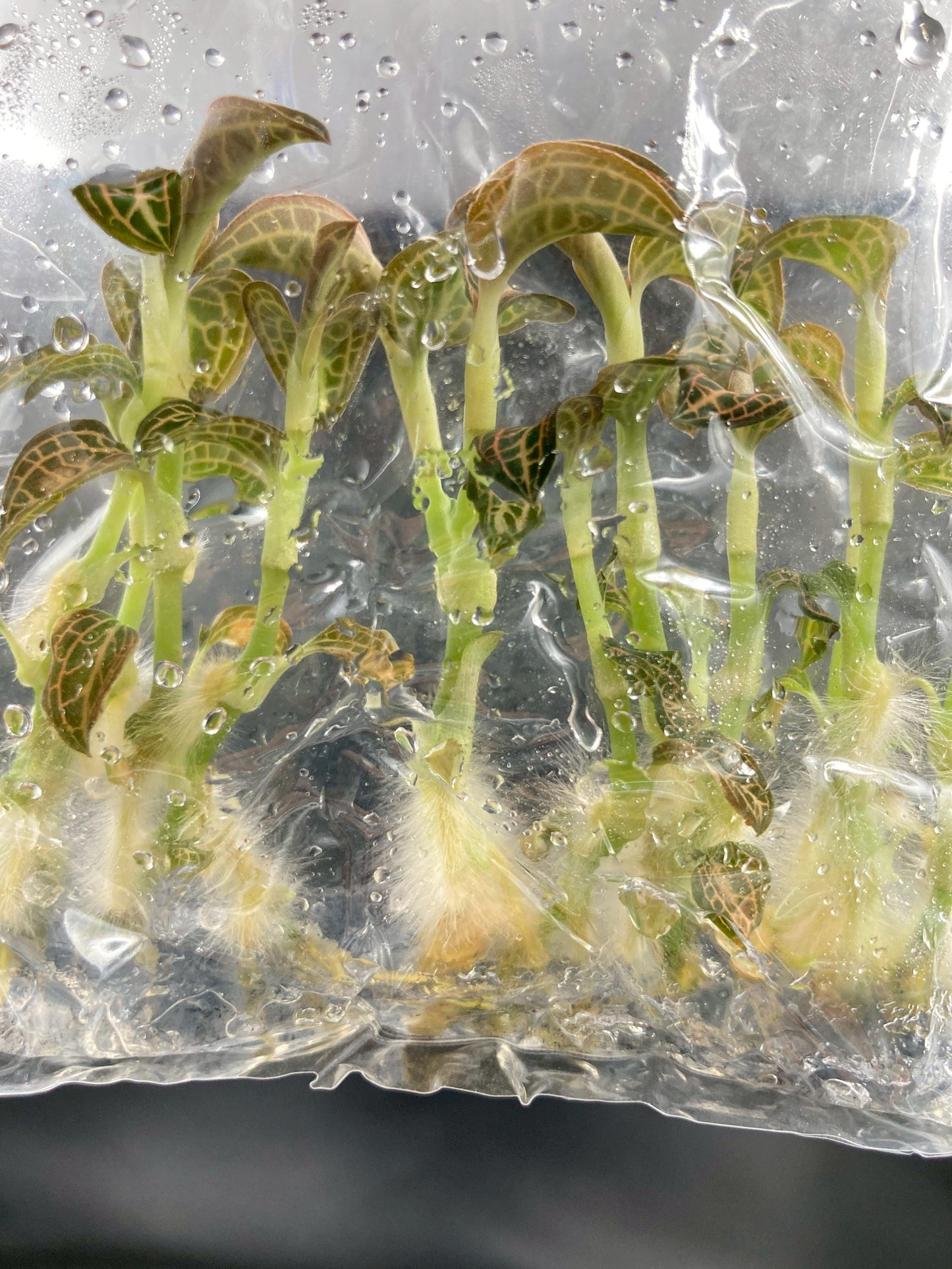 Jewel Orchid Anoectochilus Albolineatus Tissue Culture Plants