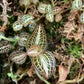 Jewel Orchid Anoectochilus Albolineatus Tissue Culture Plants