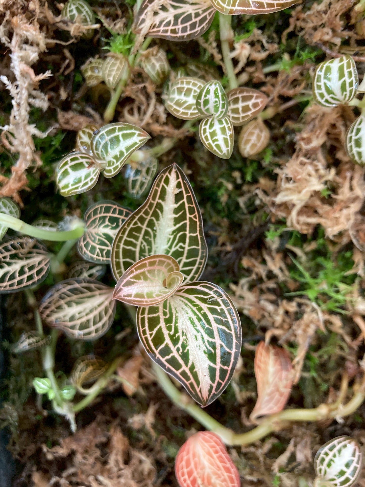 Jewel Orchid Anoectochilus Albolineatus Tissue Culture Plants