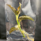 Jewel Orchid Anoectochilus Albolineatus Tissue Culture Plants