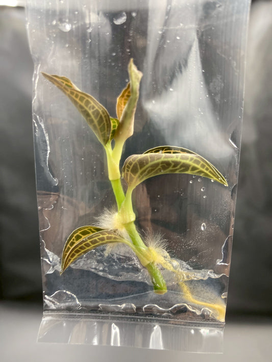 Jewel Orchid Anoectochilus Albolineatus Tissue Culture Plants