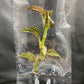 Jewel Orchid Anoectochilus Albolineatus Tissue Culture Plants