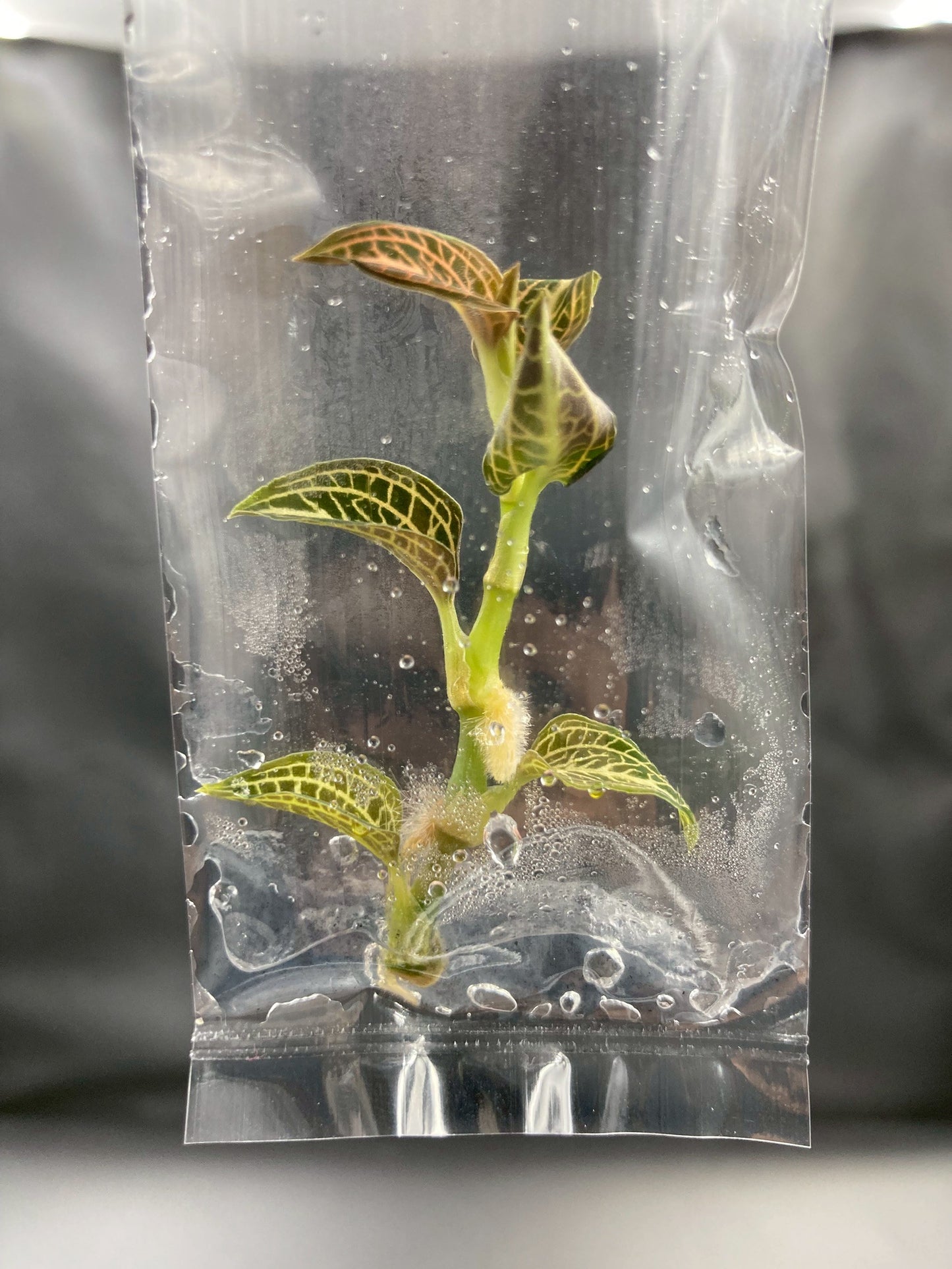 Jewel Orchid Anoectochilus Albolineatus Tissue Culture Plants