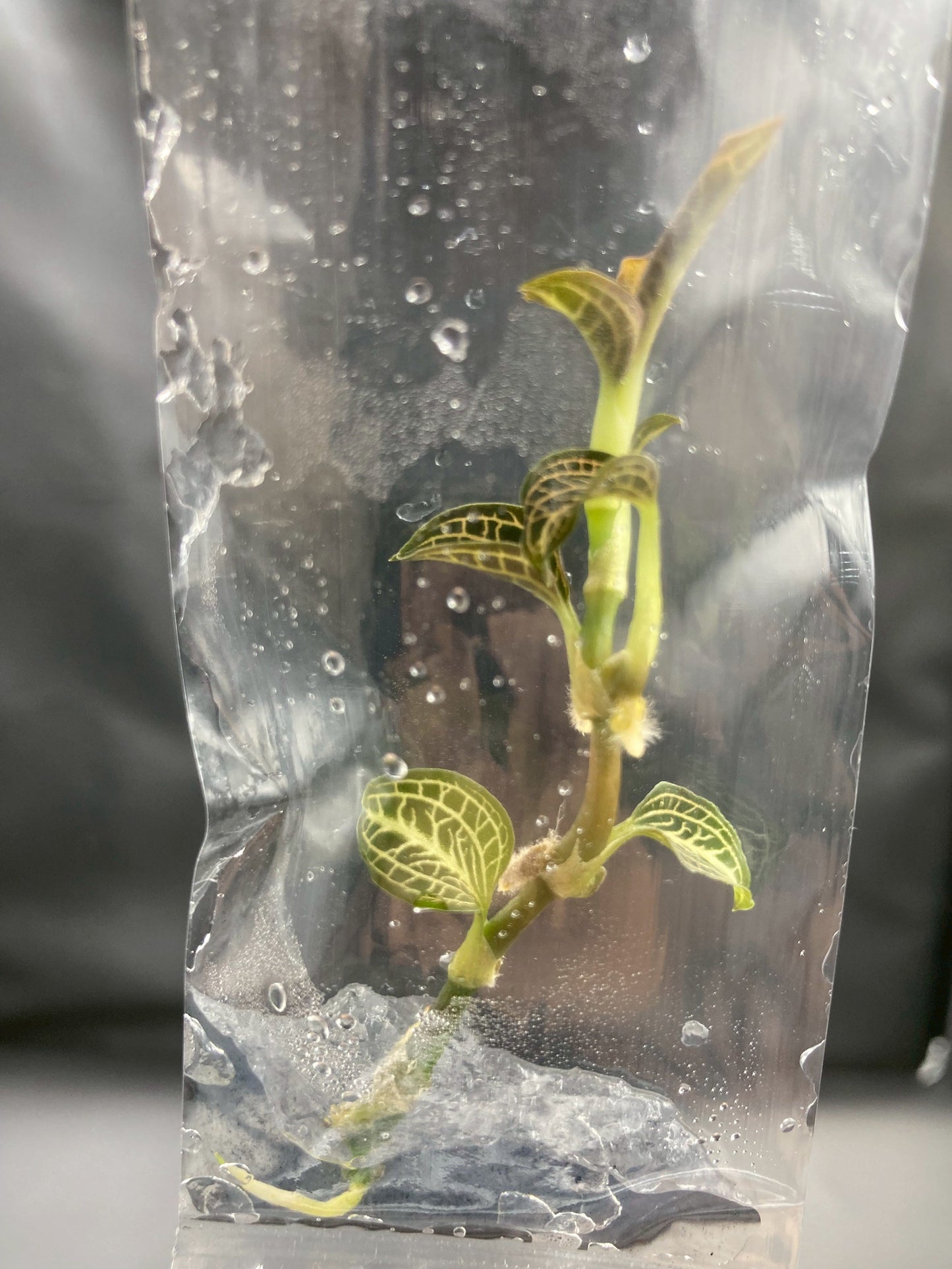 Jewel Orchid Anoectochilus Albolineatus Tissue Culture Plants