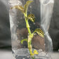 Jewel Orchid Anoectochilus Albolineatus Tissue Culture Plants