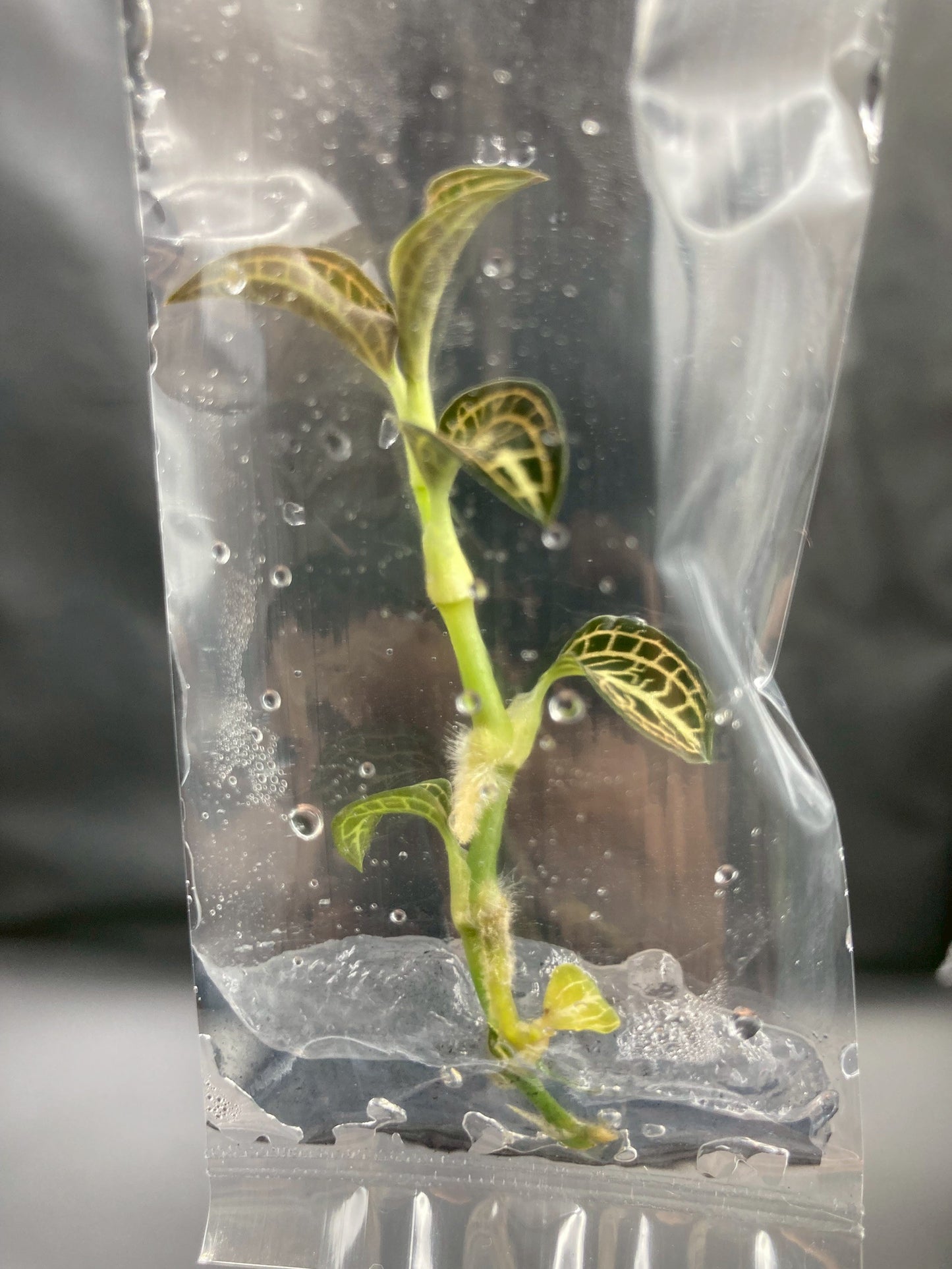 Jewel Orchid Anoectochilus Albolineatus Tissue Culture Plants
