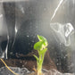 Syngonium Eclipse Variegated & Green Tissue Culture Plants