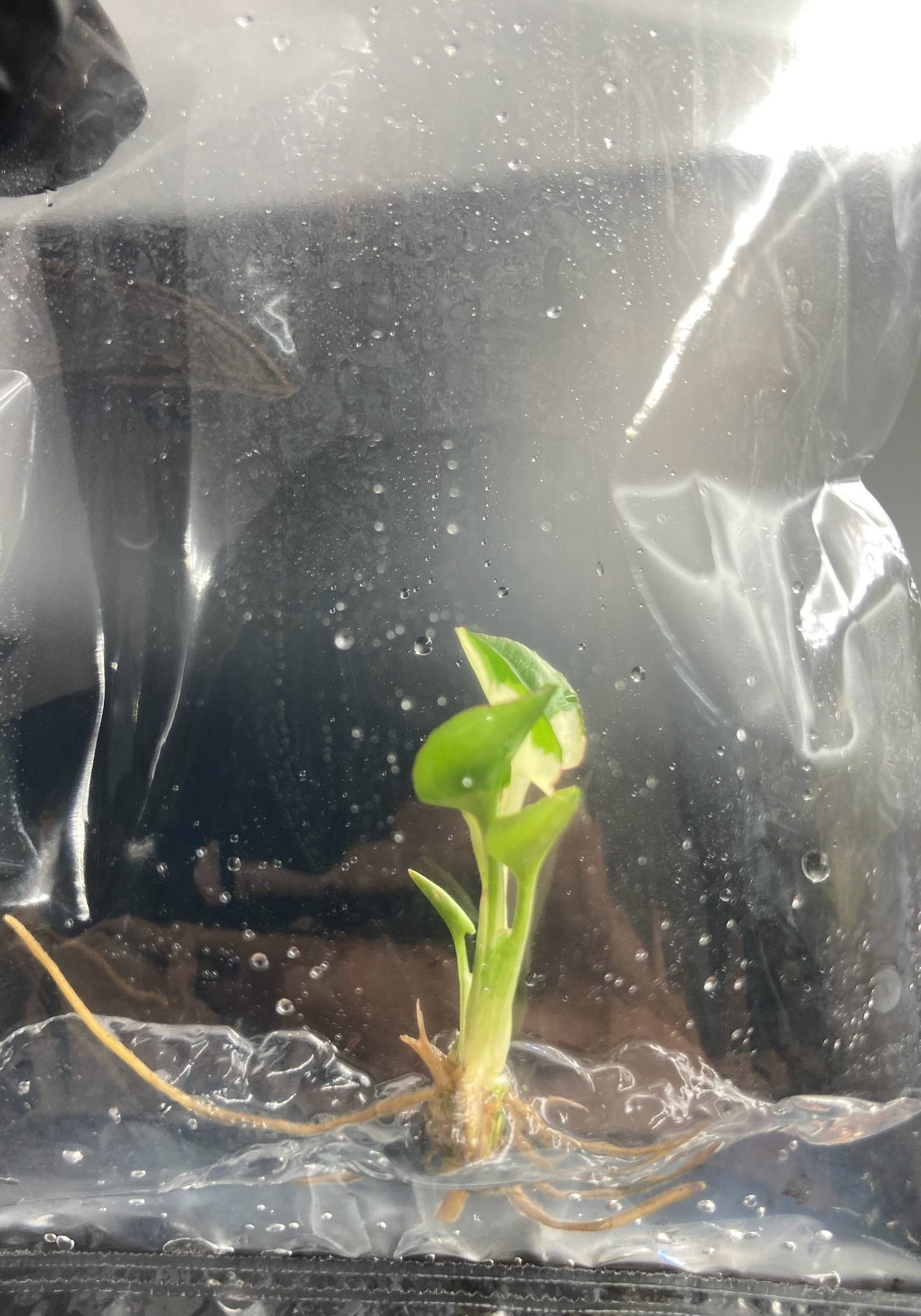Syngonium Eclipse Variegated & Green Tissue Culture Plants