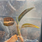 Ludisia Discolor Salmon Sandstone Tissue Culture Plants 1 PC
