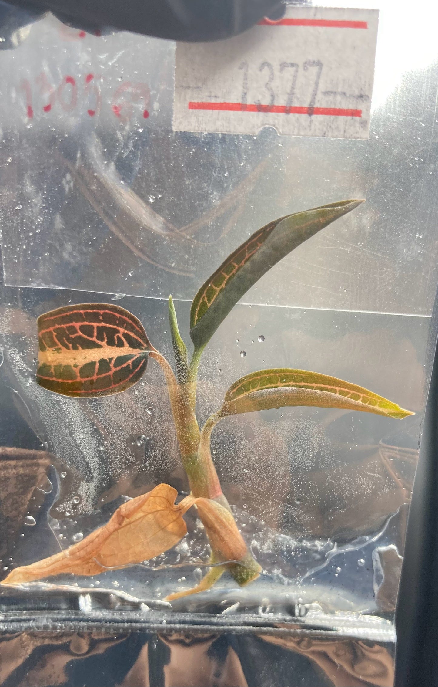 Ludisia Discolor Salmon Sandstone Tissue Culture Plants 1 PC