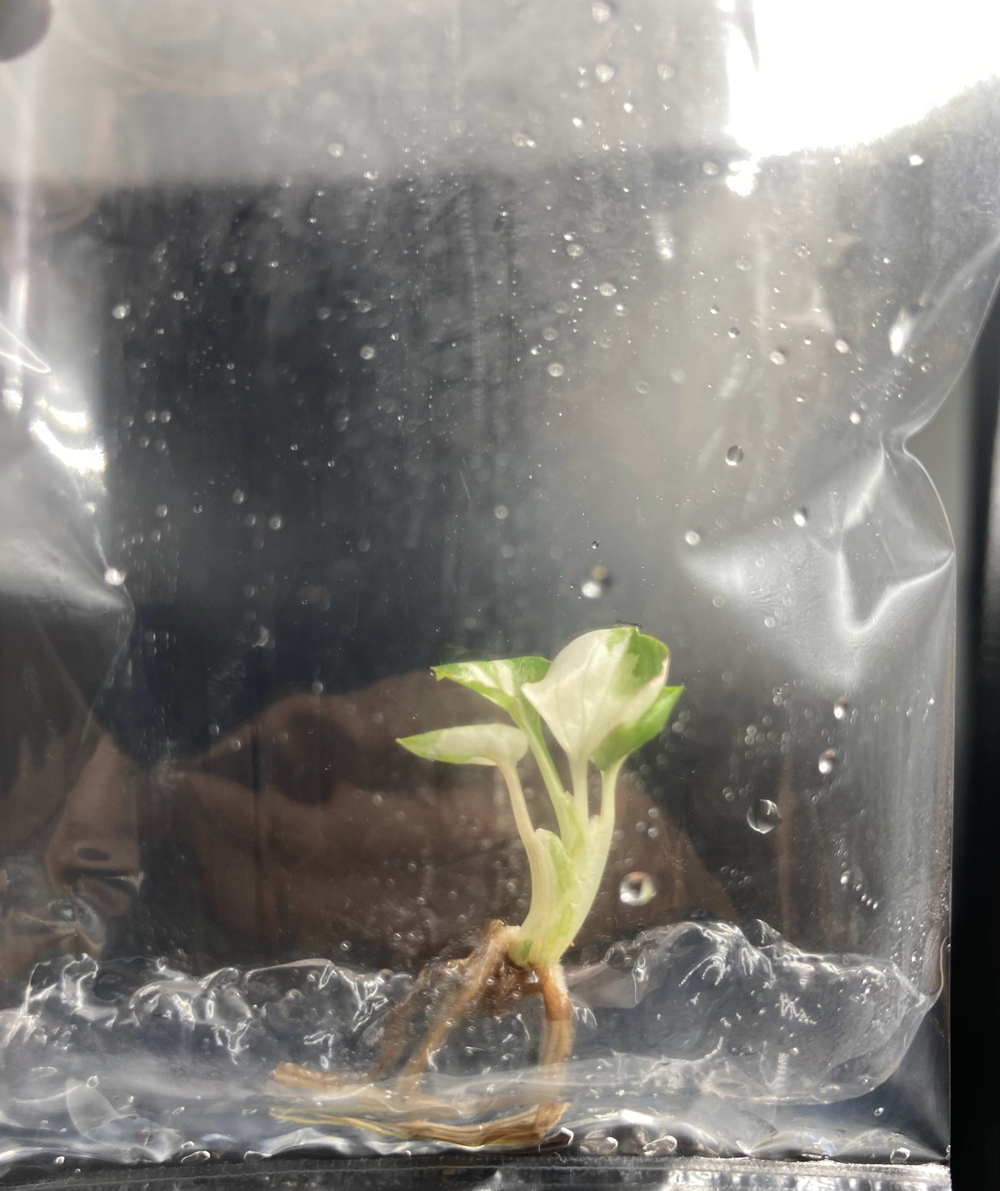 Syngonium Eclipse Variegated & Green Tissue Culture Plants