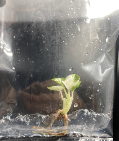 Syngonium Eclipse Variegated & Green Tissue Culture Plants