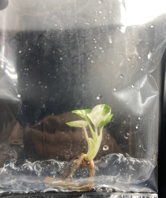Syngonium Eclipse Variegated & Green Tissue Culture Plants