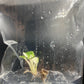Syngonium Eclipse Variegated & Green Tissue Culture Plants