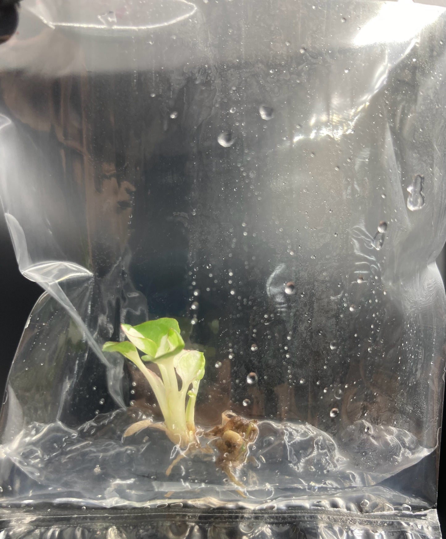 Syngonium Eclipse Variegated & Green Tissue Culture Plants