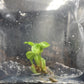 Syngonium Eclipse Variegated & Green Tissue Culture Plants