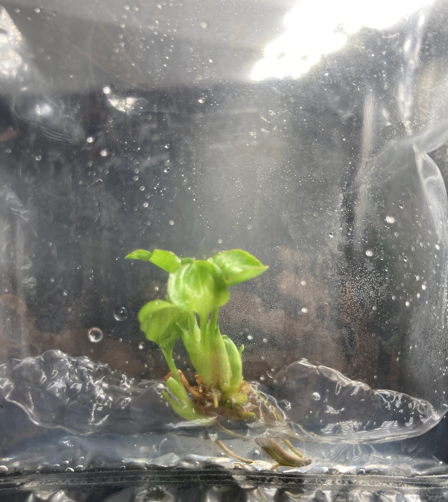 Syngonium Eclipse Variegated & Green Tissue Culture Plants