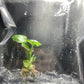 Syngonium Eclipse Variegated & Green Tissue Culture Plants