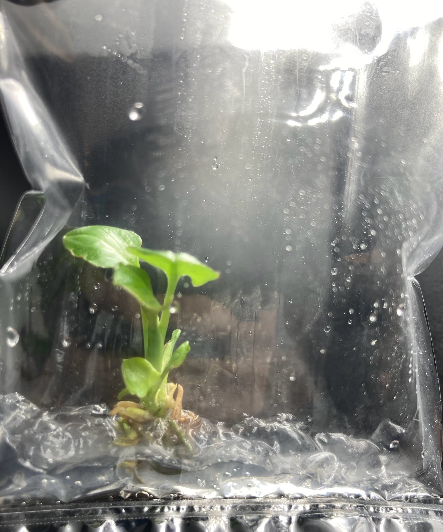 Syngonium Eclipse Variegated & Green Tissue Culture Plants