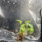 Syngonium Eclipse Variegated & Green Tissue Culture Plants