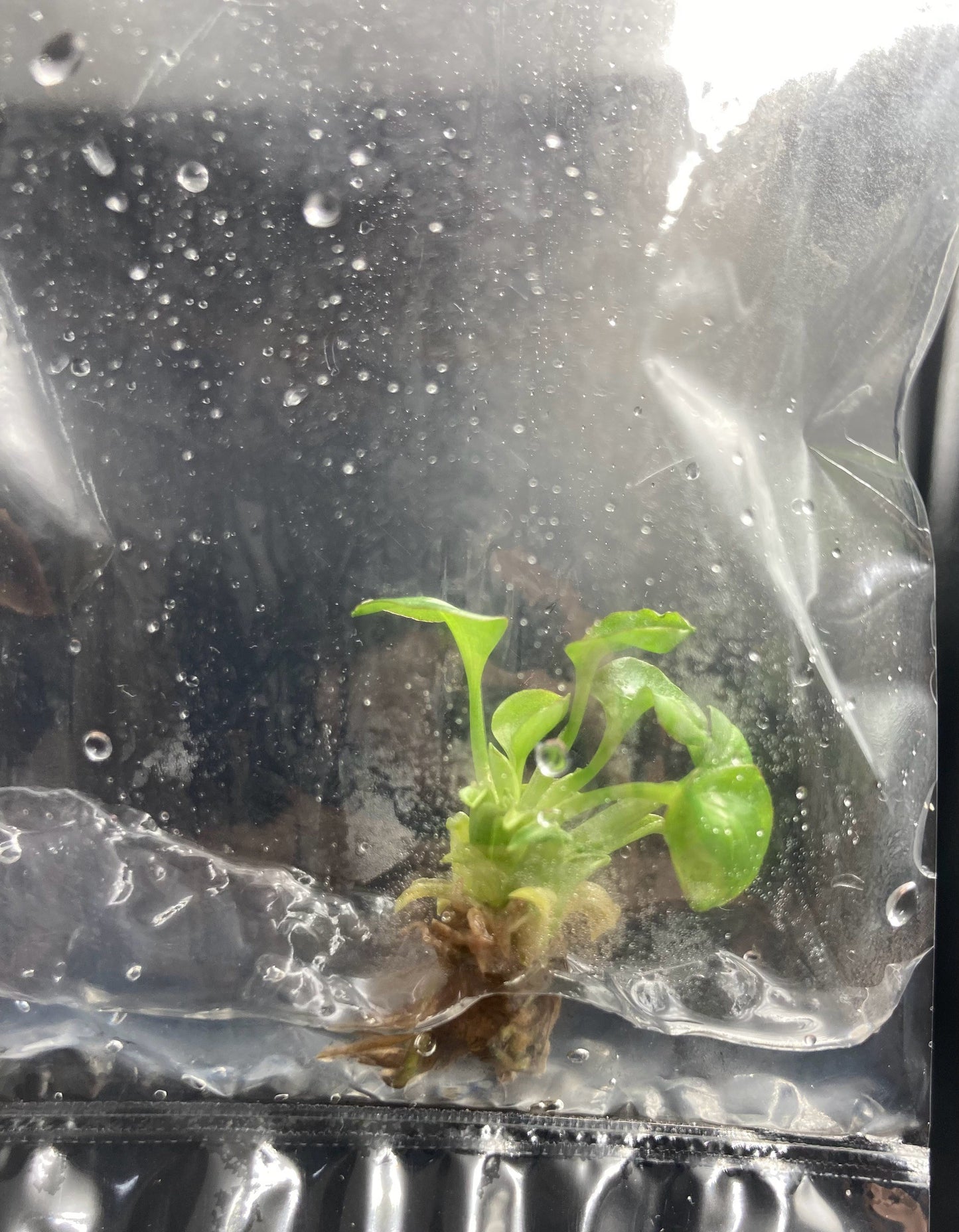 Syngonium Eclipse Variegated & Green Tissue Culture Plants