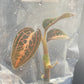 Ludisia Discolor Salmon Sandstone Tissue Culture Plants 1 PC