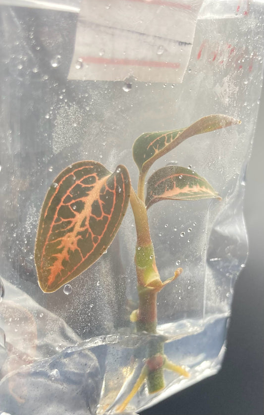 Ludisia Discolor Salmon Sandstone Tissue Culture Plants 1 PC