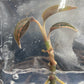 Ludisia Discolor Salmon Sandstone Tissue Culture Plants 1 PC