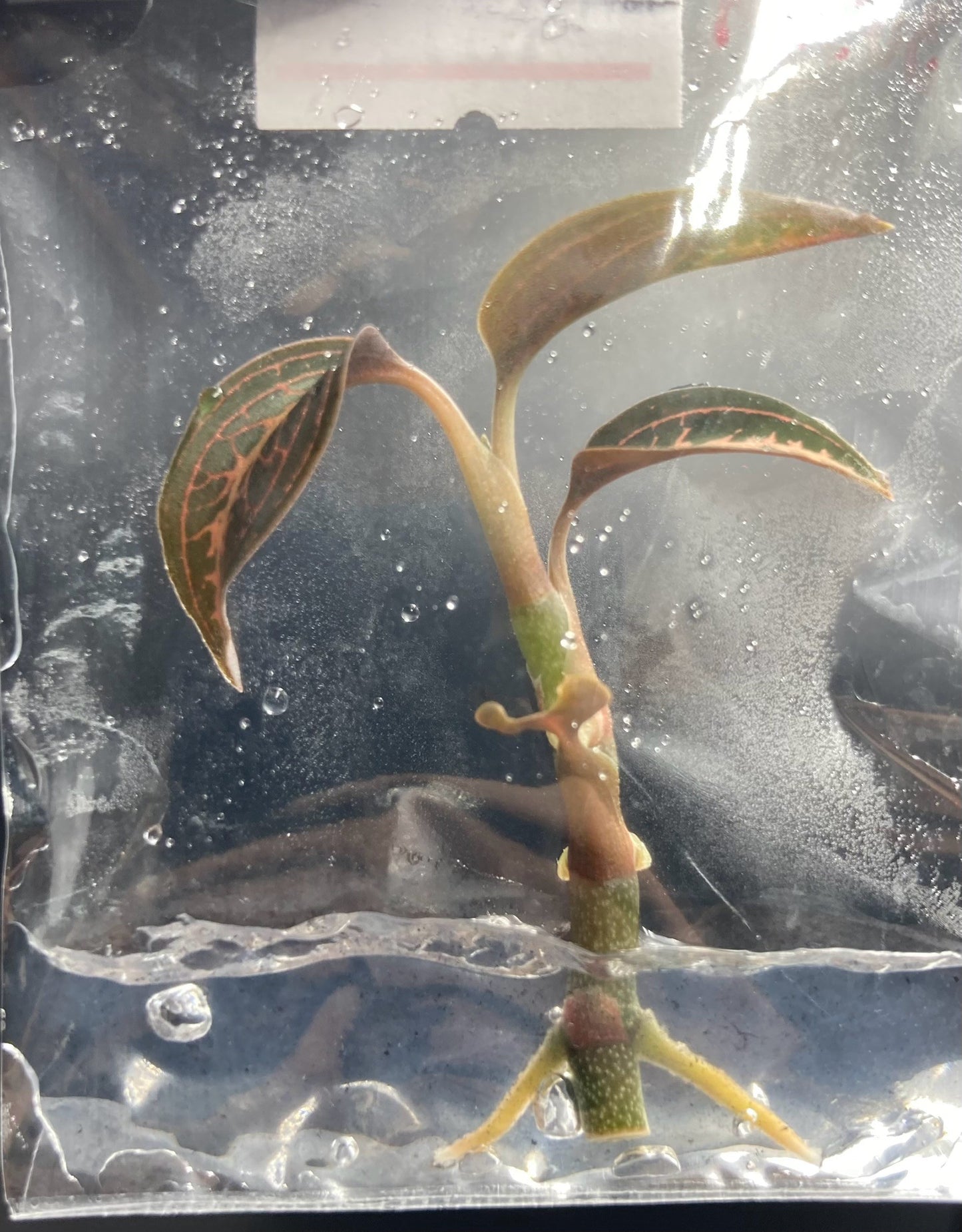 Ludisia Discolor Salmon Sandstone Tissue Culture Plants 1 PC