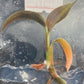 Ludisia Discolor Salmon Sandstone Tissue Culture Plants 1 PC