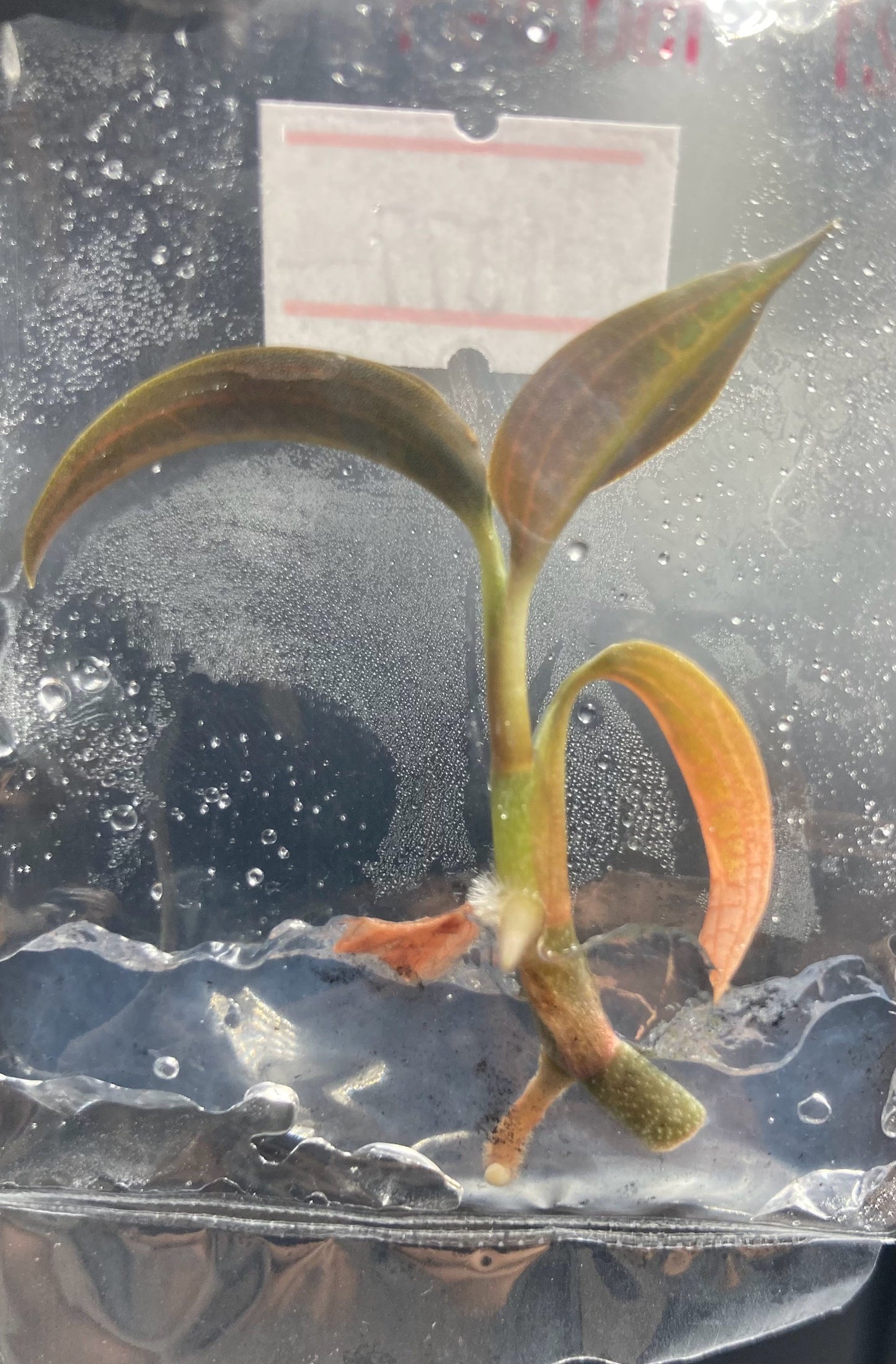 Ludisia Discolor Salmon Sandstone Tissue Culture Plants 1 PC