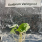 Alocasia Scalprum Variegated Tissue Culture Plants 1 PCS.