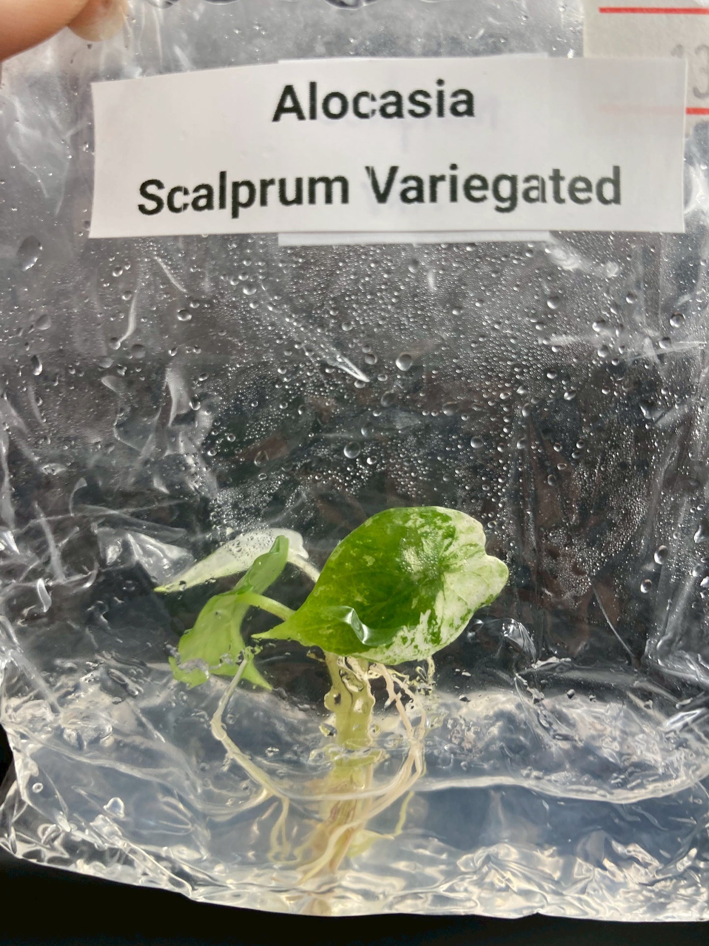 Alocasia Scalprum Variegated Tissue Culture Plants 1 PCS.
